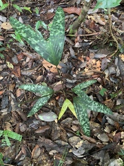 Pinanga crassipes