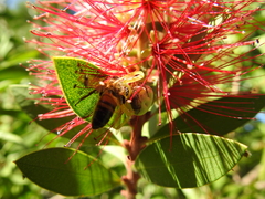 Misumenops callinurus