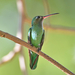 Green-tailed Goldenthroat - Photo (c) Anderson Sandro, some rights reserved (CC BY-NC), uploaded by Anderson Sandro