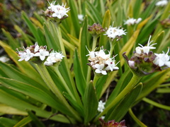 Valeriana bracteata
