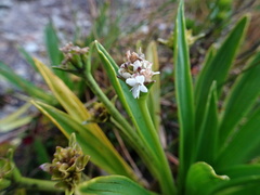 Valeriana bracteata