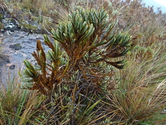 Andicolea complanata