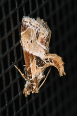 Neodavisia melusina
