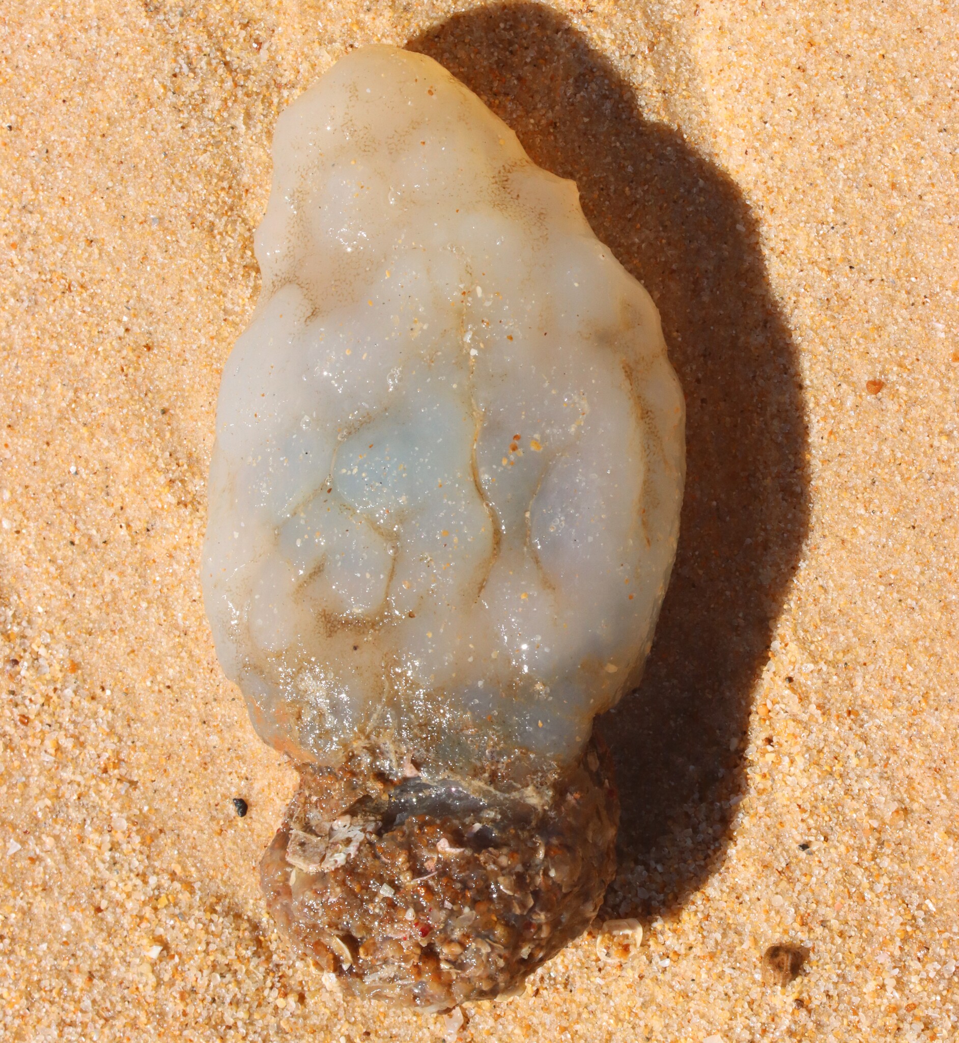 Phallusia mammillata (Cuvier, 1815)