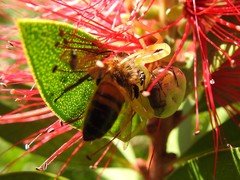 Misumenops callinurus