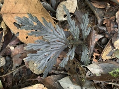 Selaginella intermedia