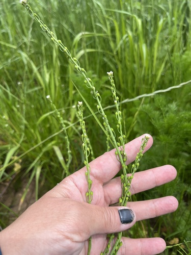 Calepina irregularis