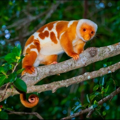 Common Spotted Cuscus photo 1