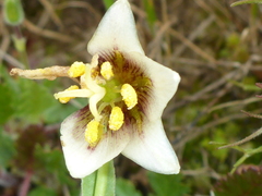 Fritillaria liliacea