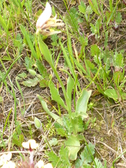 Fritillaria liliacea