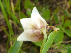 Fritillaria liliacea