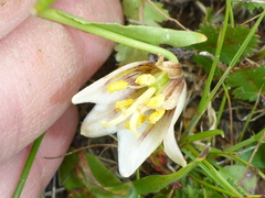 Fritillaria liliacea