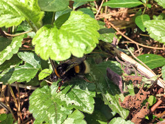 Bombus