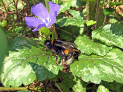 Bombus