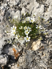 Arenaria grandiflora