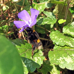 Bombus