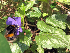 Bombus