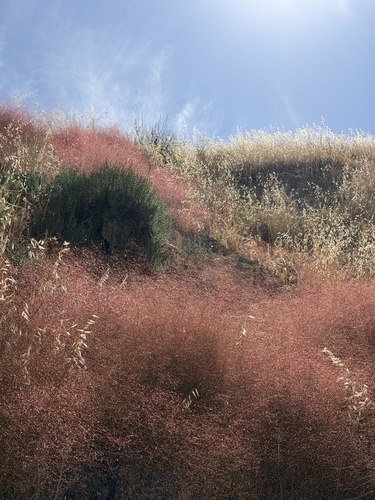 Eriogonum ordii, photograph 2