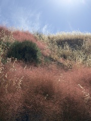 Eriogonum ordii, photograph author not stated, no rights reserved