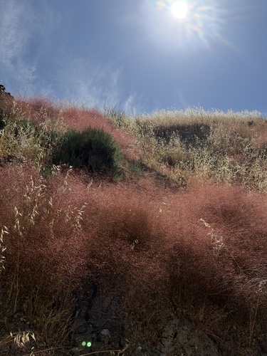 Eriogonum ordii