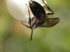 Andrena