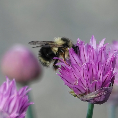Black-tailed Bumble Bee, Nanaimo, BC, Canada, photo 9 of 10