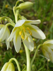 Fritillaria liliacea