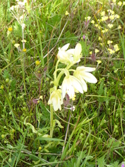 Fritillaria liliacea