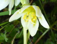 Fritillaria liliacea