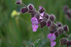 Salvia pinnata