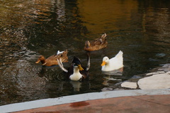 Anas platyrhynchos domesticus