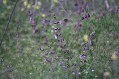 Salvia pinnata