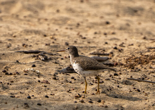 Spotted Sandpiper (Actitis macularius)