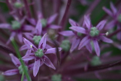 Allium schubertii