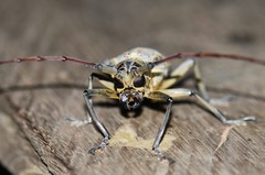 Batocera maculata