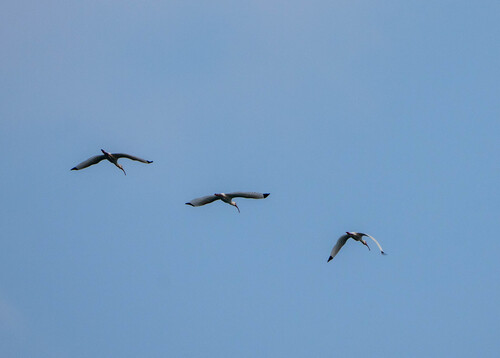 White Ibis (Eudocimus albus)
