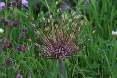 Allium schubertii