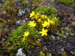 Hypericum lancioides