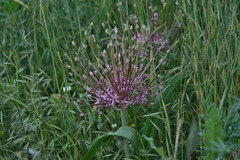 Allium schubertii