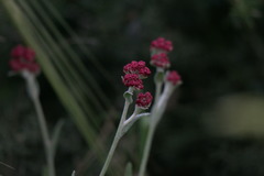Helichrysum sanguineum