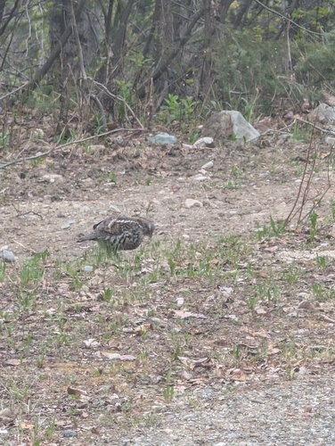 Ruffed Grouse observed by mako35