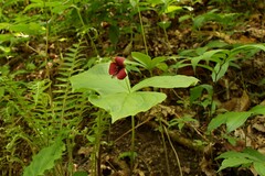 Trillium sulcatum