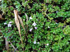 Clinopodium nubigenum