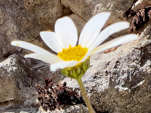 Anthemis chia, photograph 3