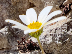 Anthemis chia, photograph (c) paulchallinor, some rights reserved (CC BY)
