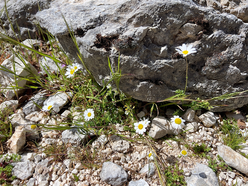 Anthemis chia, photograph 5
