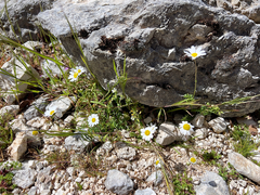 Anthemis chia, photograph (c) paulchallinor, some rights reserved (CC BY)