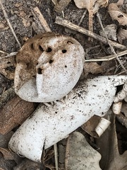 Myriostoma