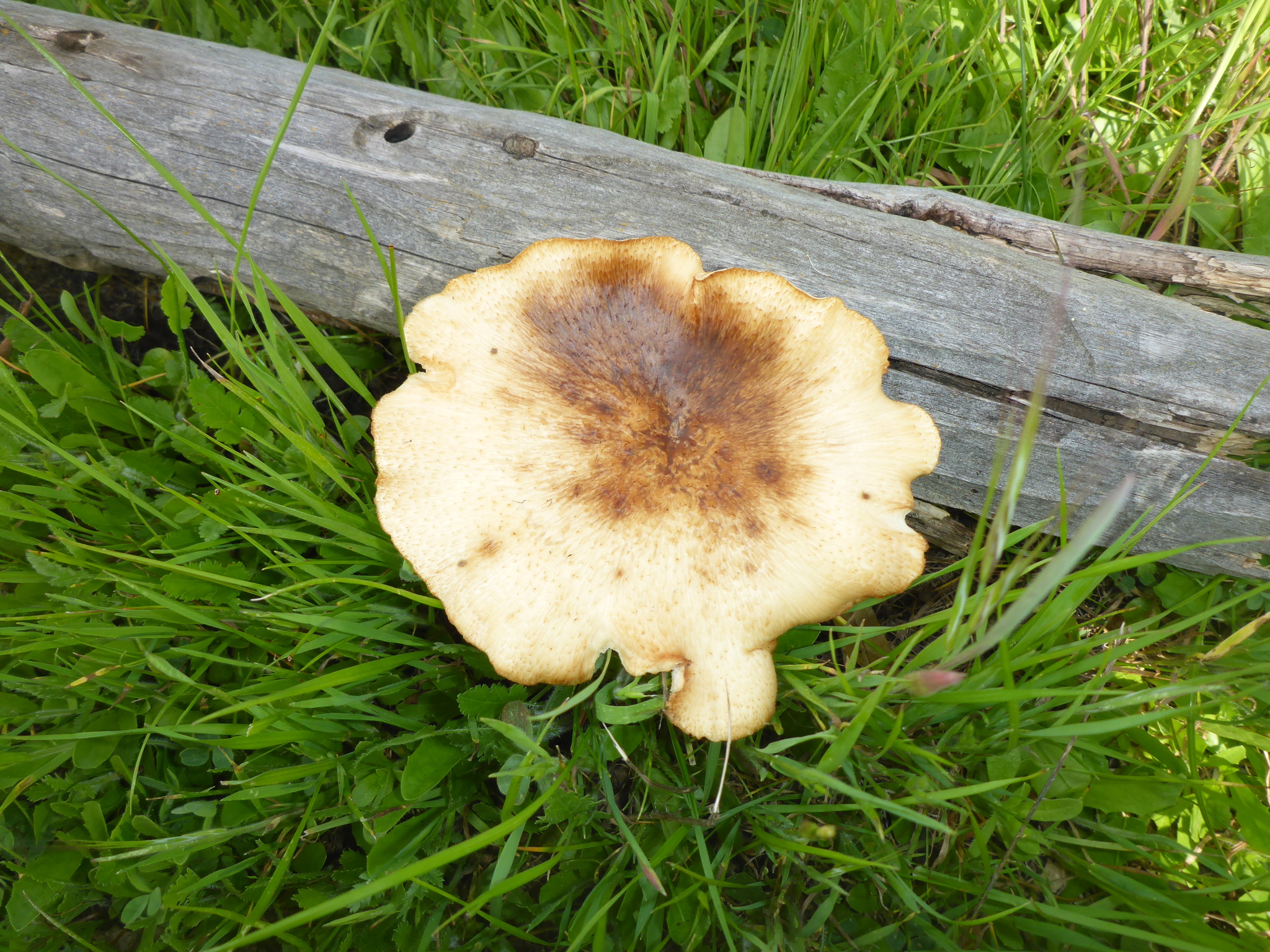 Polyporus tuberaster image
