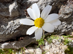 Anthemis chia, photograph (c) paulchallinor, some rights reserved (CC BY)